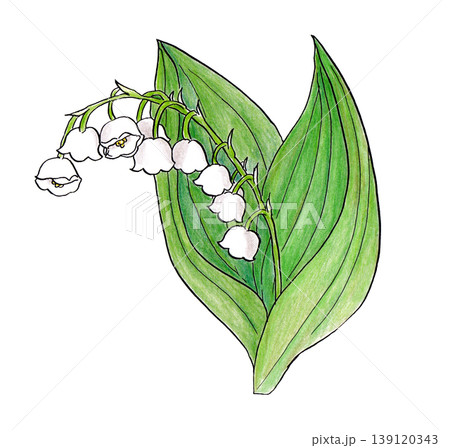 スズランの手描きイラスト 139120343