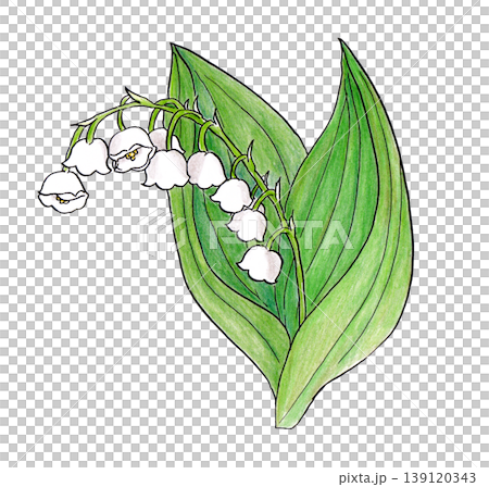 スズランの手描きイラスト 139120343