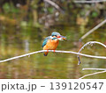 エサの小エビを咥えたカワセミ 139120547