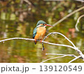 水面上の細枝にとまるカワセミ 139120549