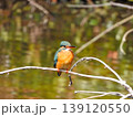 水面上の細枝にとまるカワセミ3 139120550