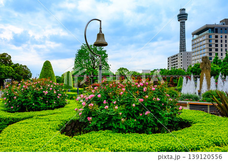 横浜マリンタワーを背景に咲き誇る山下公園『未来のバラ園』のバラ 139120556