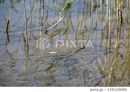 Grass snake swims along surface of the river. Natrix natrix in the wild nature Grass snake swims along surface of the river. Natrix natrix in the wild nature 139120666