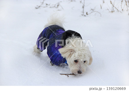 Cute Maltipoo dog playing outdoors in winter. Maltipoo dog stands on the snow Cute Maltipoo dog playing outdoors in winter. Maltipoo dog stands on the snow 139120669
