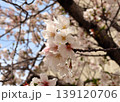 満開の桜の花 139120706