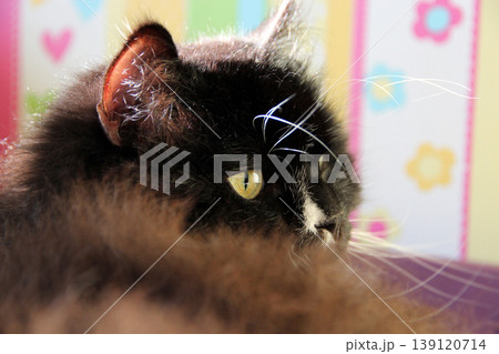 Muzzle of cat. Cute muzzle of black cat closeup.Feline muzzle lying and sleeping Muzzle of cat. Cute muzzle of black cat closeup.Feline muzzle lying and sleeping 139120714