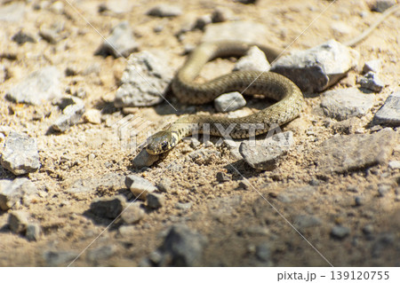 A grass snake crawling in the sand with stones 139120755