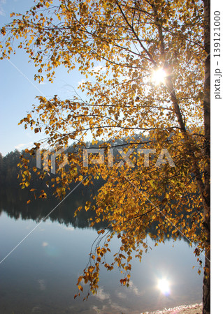 Rays of sun break through yellow birch leaves. Autumn etude. Beautiful autumn 139121000