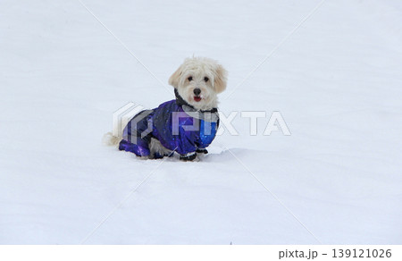 Cute Maltipoo dog playing outdoors in winter. Maltipoo dog sitting on the snow 139121026