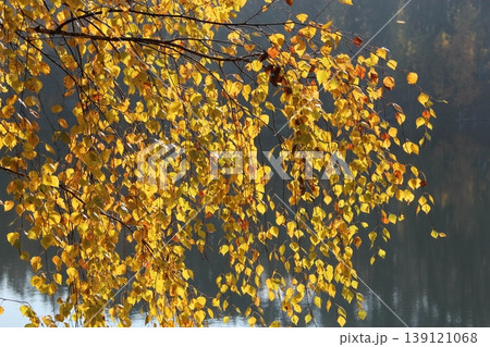 Yellow birch leaves over lake. Autumn time. Nature scenery. Autumnal landscape Yellow birch leaves over lake. Autumn time. Nature scenery. Autumnal landscape 139121068