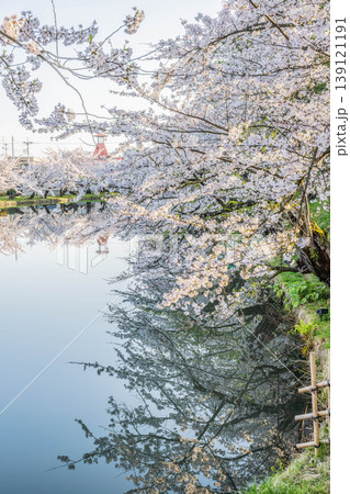 弘前城桜まつり2026 弘前城桜まつり2026 139121191