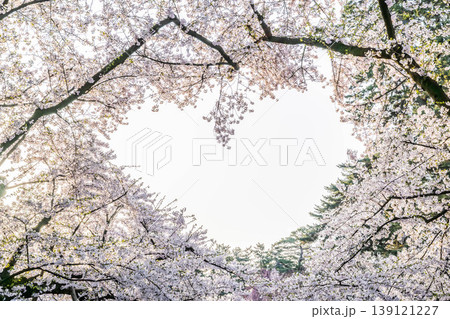 弘前城桜まつり2026 139121227