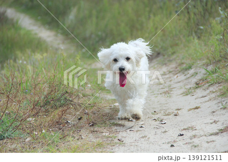 Puppy is running on summer field. Shot in speed. shot at speed. Dog on the run 139121511