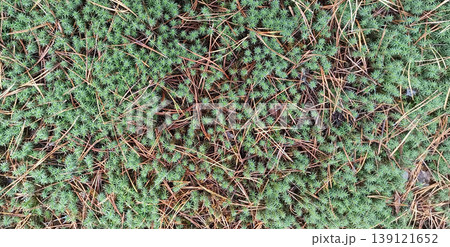 Background of moss growing in forest. Natural texture. Polytrichum juniperinum 139121652