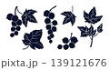 Black Currant Elements with White Veins. Botanical Set of Detailed Berry Branches and Leaves. Isolated hand-drawn. Vector Illustration 139121676