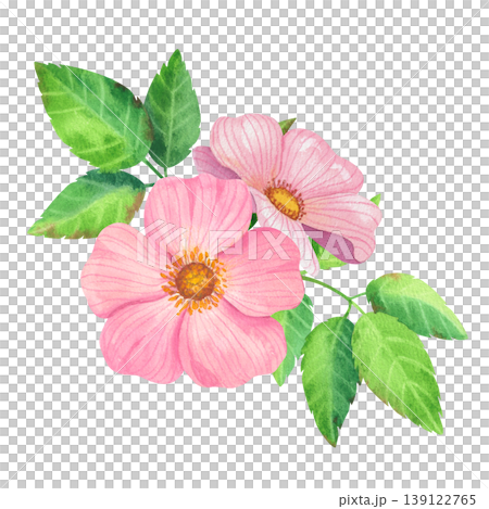 Wild roses with green leaves, isolated watercolor composition. Hand drawn lush rosehip foliage. Fresh, vibrant plants for label and packaging design for tea, oils, and cosmetics. Wild roses with green leaves, isolated watercolor composition. Hand drawn lush rosehip foliage. Fresh, vibrant plants for label and packaging design for tea, oils, and cosmetics. 139122765