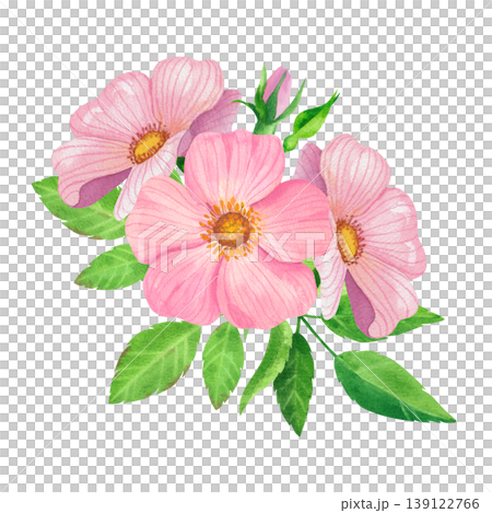 Wildflower roses with green leaves and closed buds, isolated watercolor composition. Hand drawn lush rosehip foliage. Fresh plants for label and packaging design for tea, oils, and cosmetics. Wildflower roses with green leaves and closed buds, isolated watercolor composition. Hand drawn lush rosehip foliage. Fresh plants for label and packaging design for tea, oils, and cosmetics. 139122766