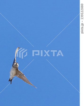 flying swift in the blue sky 139122880