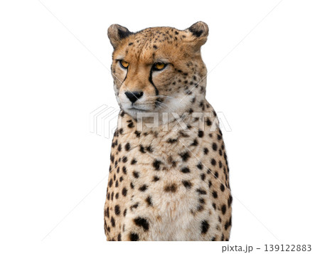 portrait cheetan isolated on white background portrait cheetan isolated on white background 139122883