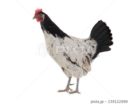 chicken isolated on a white background chicken isolated on a white background 139122890