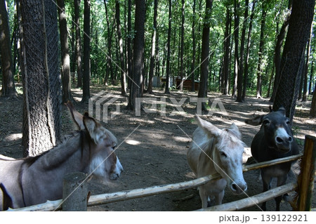 Three donkeys in the zoo near a wooden fence Three donkeys in the zoo near a wooden fence 139122921