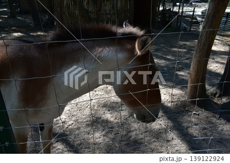 Donkey at the zoo behind the fence Donkey at the zoo behind the fence 139122924