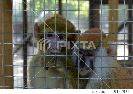 Two monkeys in a cage in a zoo Two monkeys in a cage in a zoo 139122926