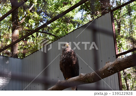 Eagle eagle in the zoo sits on a tree Eagle eagle in the zoo sits on a tree 139122928