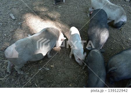 Large and small pigs in the zoo behind the fence 139122942