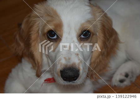A white and red spaniel puppy looks at the camera 139122946