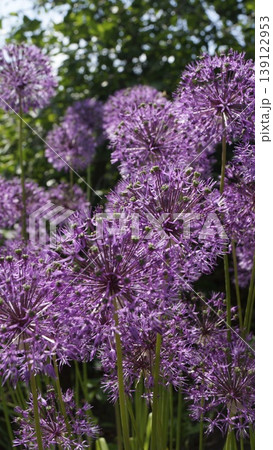Decorative lush purple allium flowers close-up 139122953