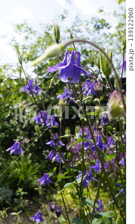 Common columbine flowers, small purple flowers, Aquilegia vulgaris Common columbine flowers, small purple flowers, Aquilegia vulgaris 139122960