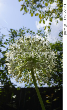 Allium flowers, decorative allium blossoms, lush allium flowers close-up, white allium flowers 139122961