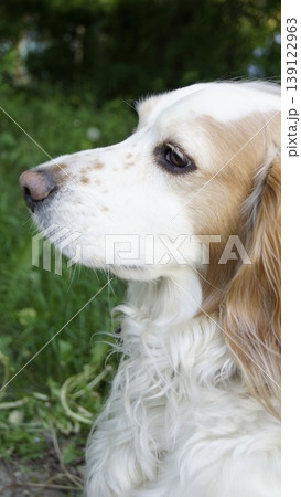 Photo of a light-colored spaniel dog against a background of green grass Photo of a light-colored spaniel dog against a background of green grass 139122963