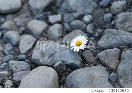 Fresh white daisy resting on natural grey river stones 139123680