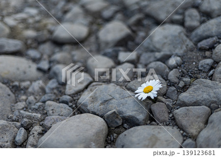 Bright White Daisy Nestled Among Grey River Stones 139123681