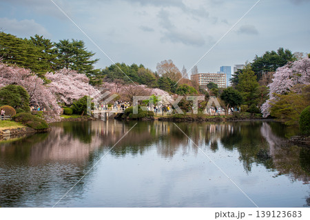 Panoramic View of Tokyo Park with Sakura Trees Reflected in Water 139123683