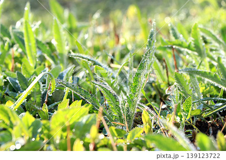 Delicate poppy sprouts with dew drops after rain in a spring garden. Abstract floral background with a blurred background and bokeh effect. Spring arrival concept, floral card, design template, Delicate poppy sprouts with dew drops after rain in a spring garden. Abstract floral background with a blurred background and bokeh effect. Spring arrival concept, floral card, design template, 139123722