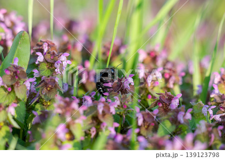 Excellent purple blossom of Lamium purpureum (purple dead-nettle or purple archangel ) between green grass 139123798