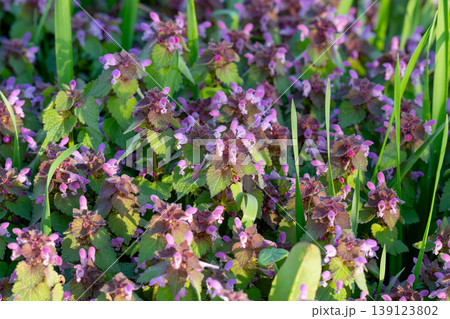 Excellent purple blossom of Lamium purpureum (purple dead-nettle or purple archangel ) between green grass 139123802