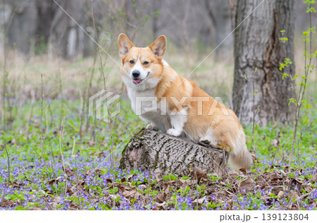 corgi on a meadow corgi on a meadow 139123804