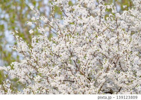 Cherry blossom Cherry blossom 139123809