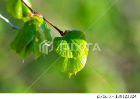 Young green fresh leaves of linden on a light background 139123824