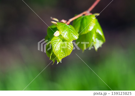 Young green fresh leaves of linden on a light background Young green fresh leaves of linden on a light background 139123825