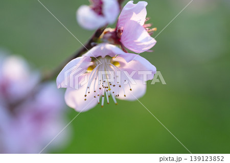 bright pink and white flowers on trees, blooming, spring landscape bright pink and white flowers on trees, blooming, spring landscape 139123852