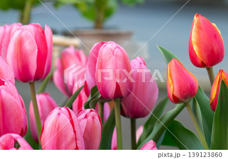 Various tulips Various tulips 139123860