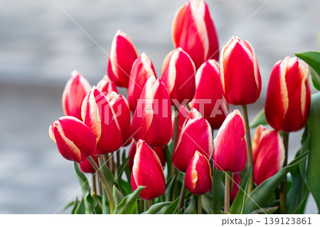Various tulips Various tulips 139123861