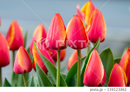 Various tulips 139123862