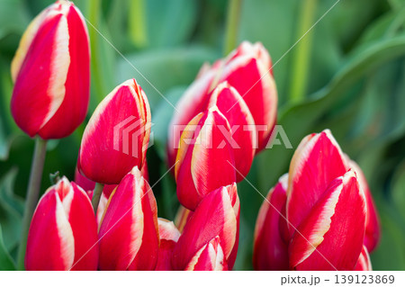 Various tulips 139123869