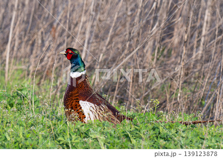Wild pheasant Wild pheasant 139123878